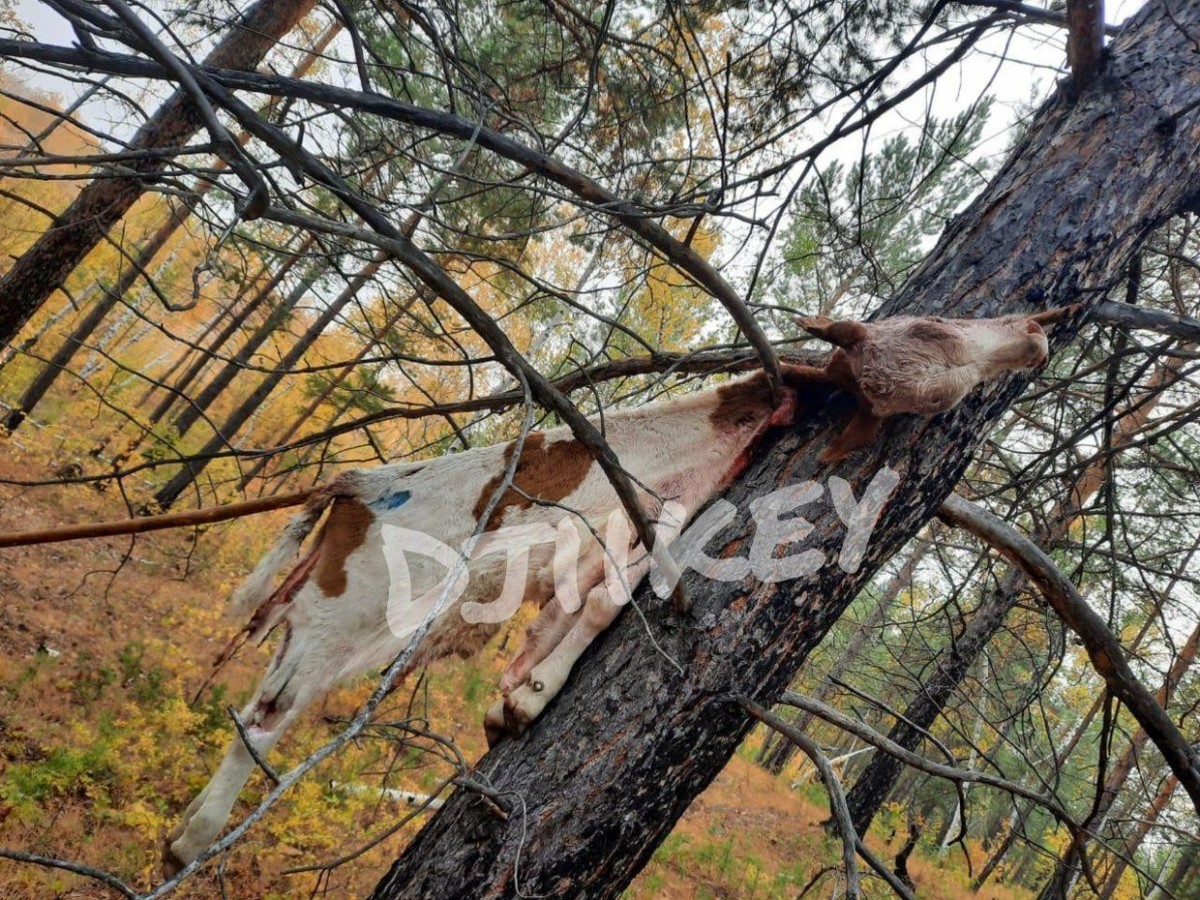 Фотофакт: В лесу нашли шкуру и голову коровы