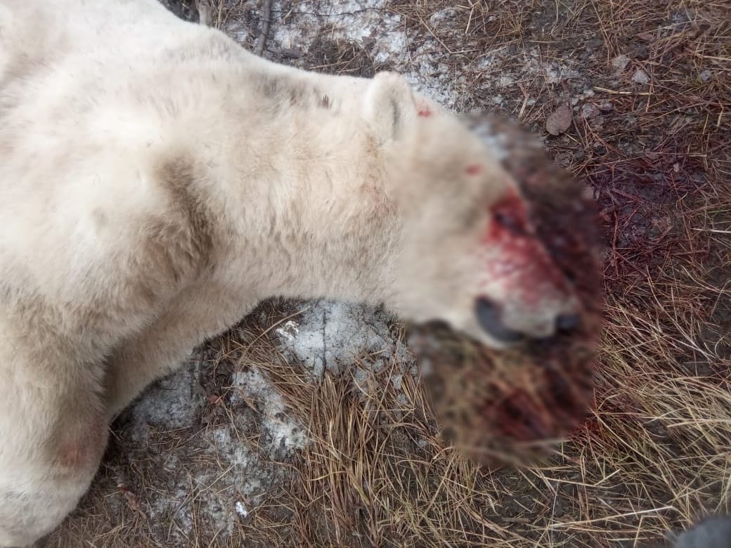 Белого медведя застрелили в Нижнеколымском районе Якутии
