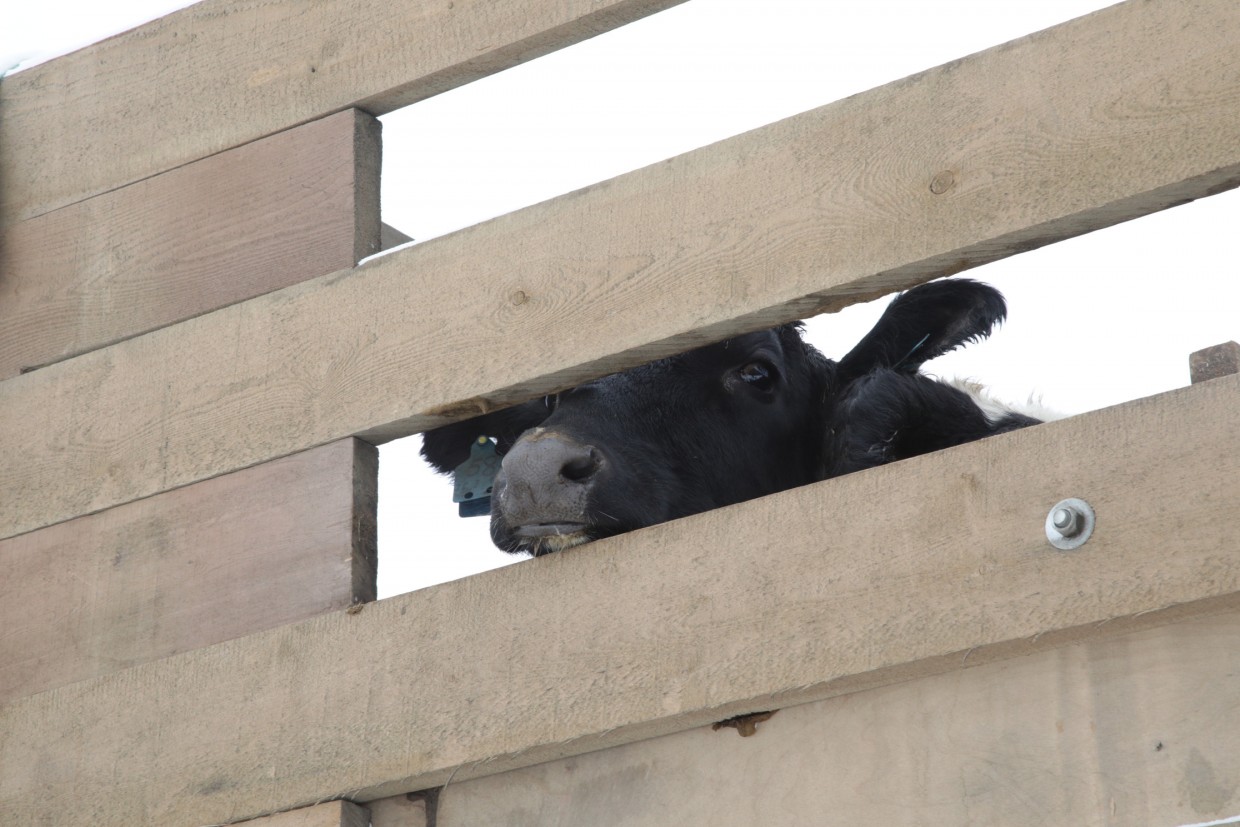 В Хатассы привезли 100 коров холмогорской породы