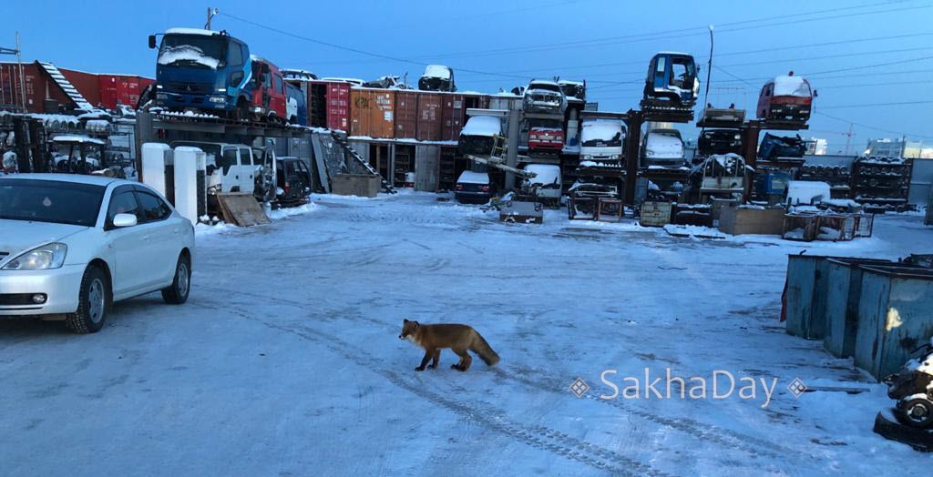 Видеофакт: На территории автоярмарки в Якутске живет лиса