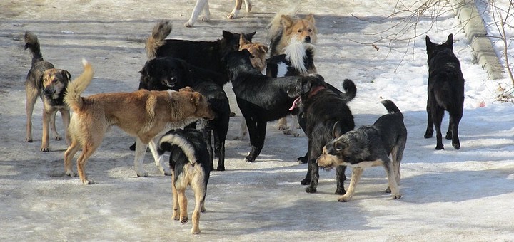 Пункт передержки безнадзорных животных: «Бригада по отлову собак отрабатывает каждую заявку»