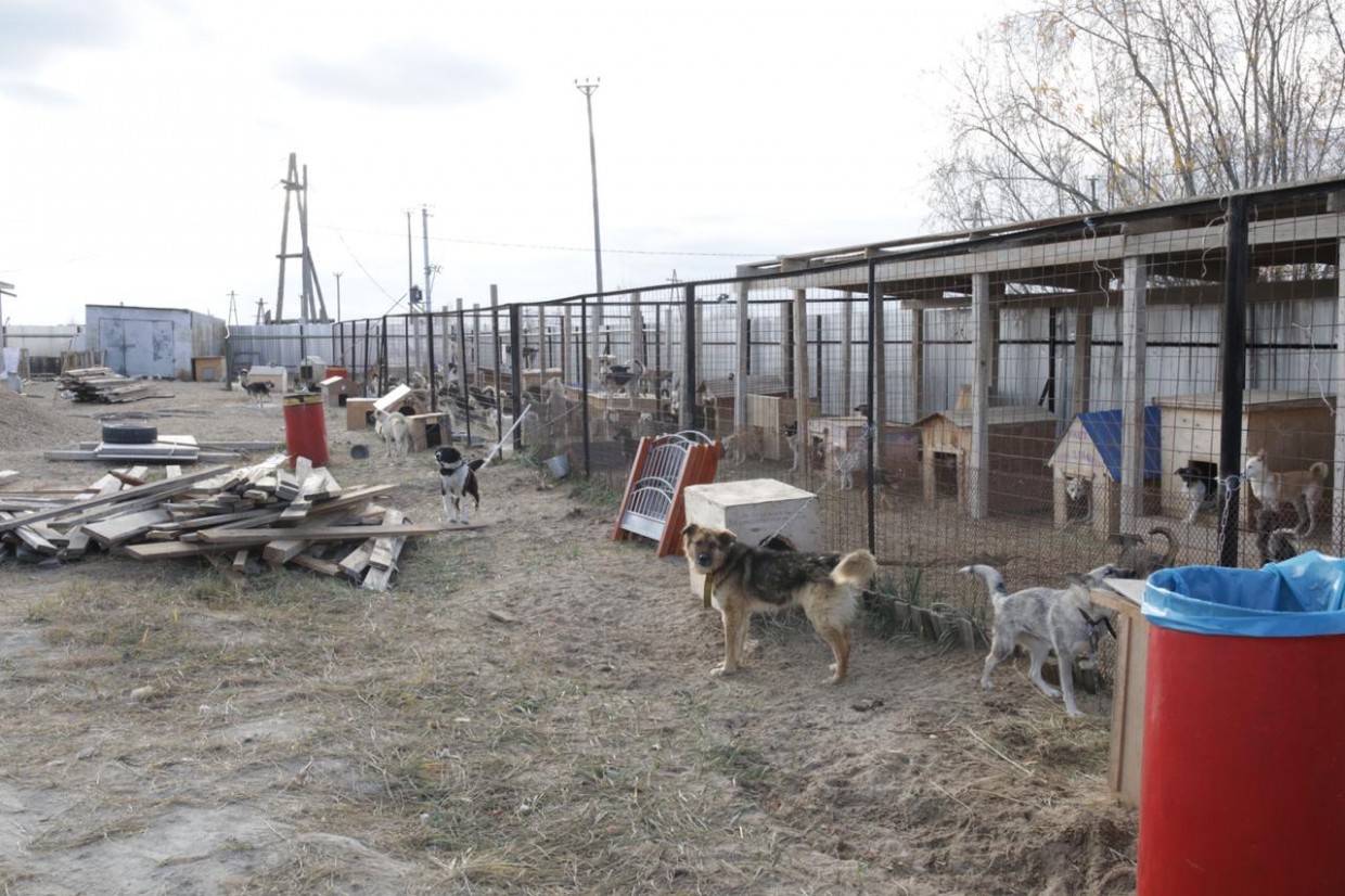 В Якутске обсудили создание филиала Пункта передержки безнадзорных животных