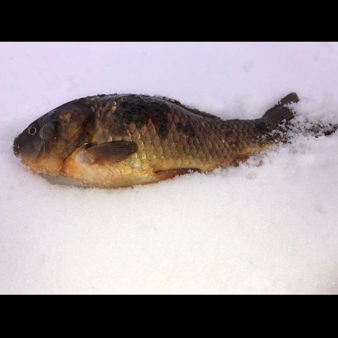 Минэкологии Якутии прокомментировало фотографию карася с язвами в Нюрбинском улусе