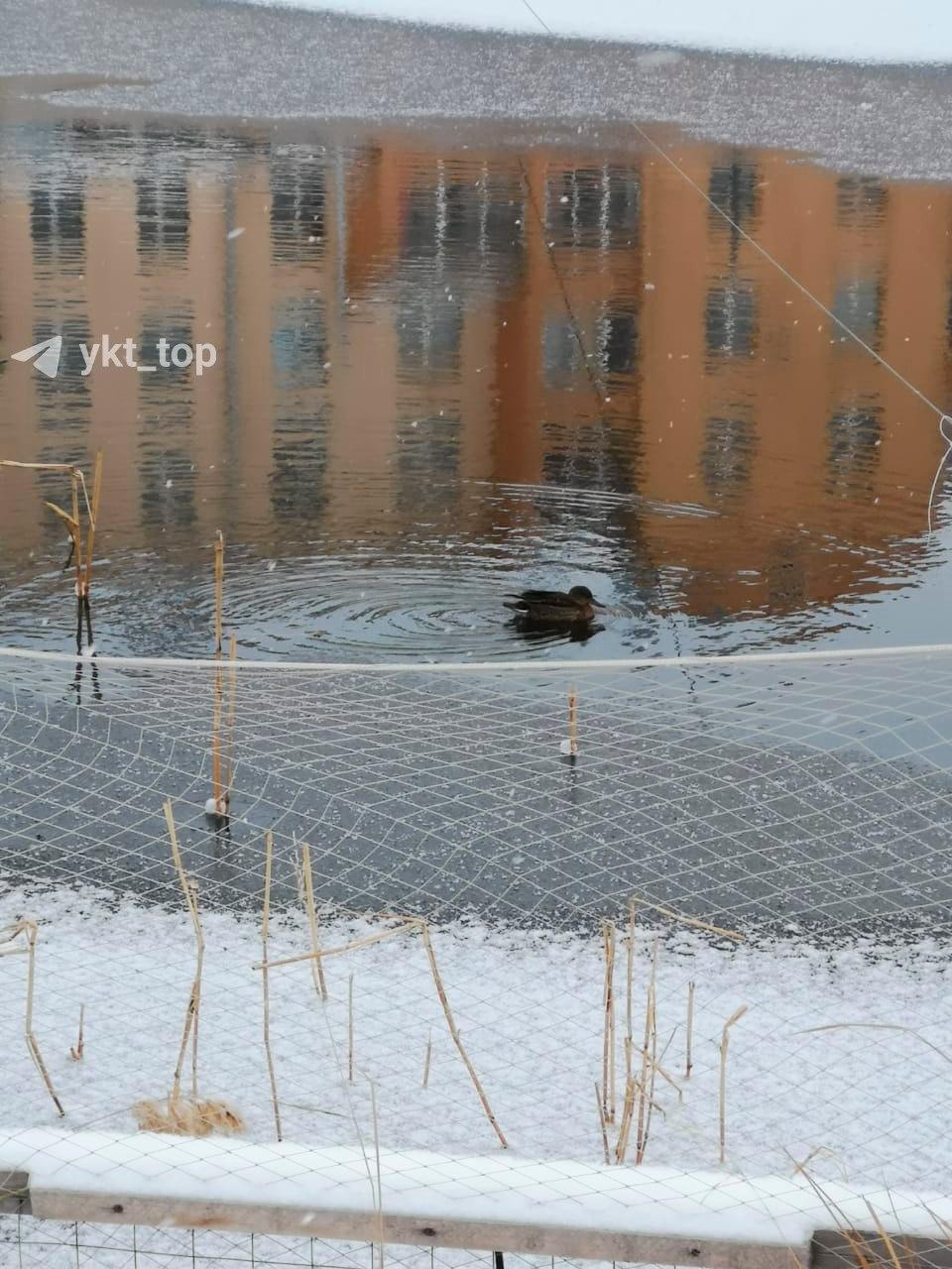 Мэр Якутска пообещала спасти замерзающую утку на озере Щорса