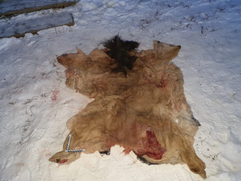 В Намском районе установили подозреваемых в краже жеребёнка