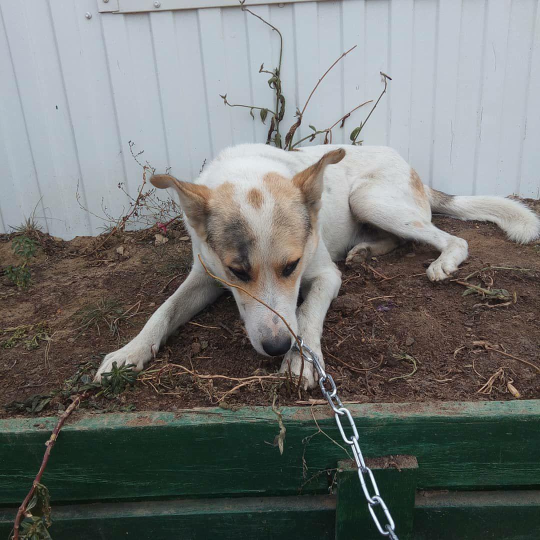 Пункт передержки безнадзорных животных: «Бригада по отлову собак отрабатывает каждую заявку»