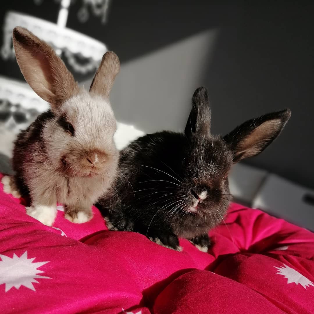 Нарушения содержания животных выявили в мини-зоопарках Якутска