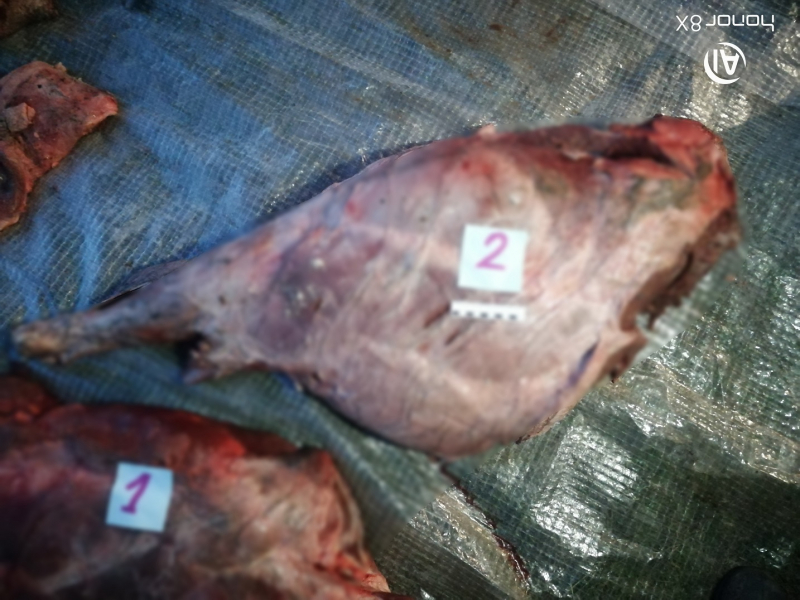 В Якутии возбуждено уголовное дело о незаконной охоте на лося