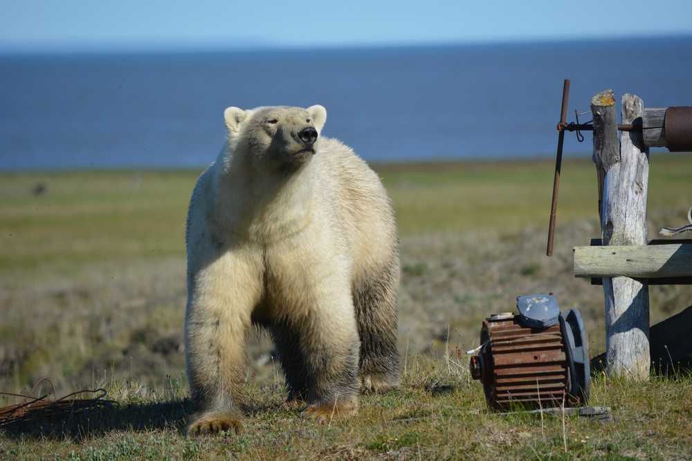 Какие медведи в тундре. Белый медведь в Якутии. Медвежьи острова заповедник. Тундра Чукотка медведь. Медведь в тундре.