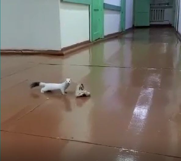 Видеофакт: Горностай в якутской больнице