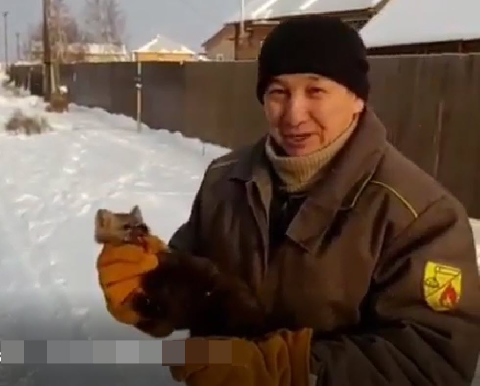 Видеофакт: В якутских соцсетях требуют отпустить соболя, пойманного на окраине Якутска