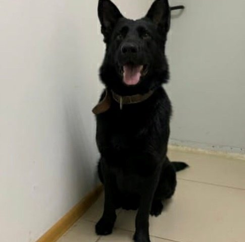 В Якутске вынесен приговор по уголовному делу о хищении имущества. Злоумышленника нашла служебная собака