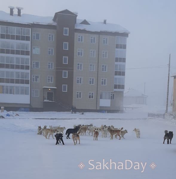 Прокуратура Якутии проводит проверку информации об отстреле собак в Чурапче
