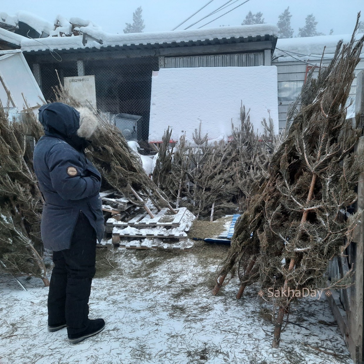 В Якутске наблюдается дефицит живых новогодних елок