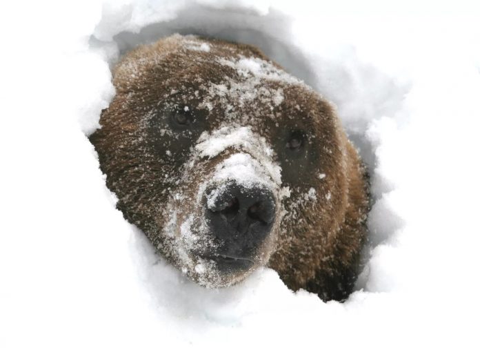 В Якутии из-за теплой погоды проснулись медведи