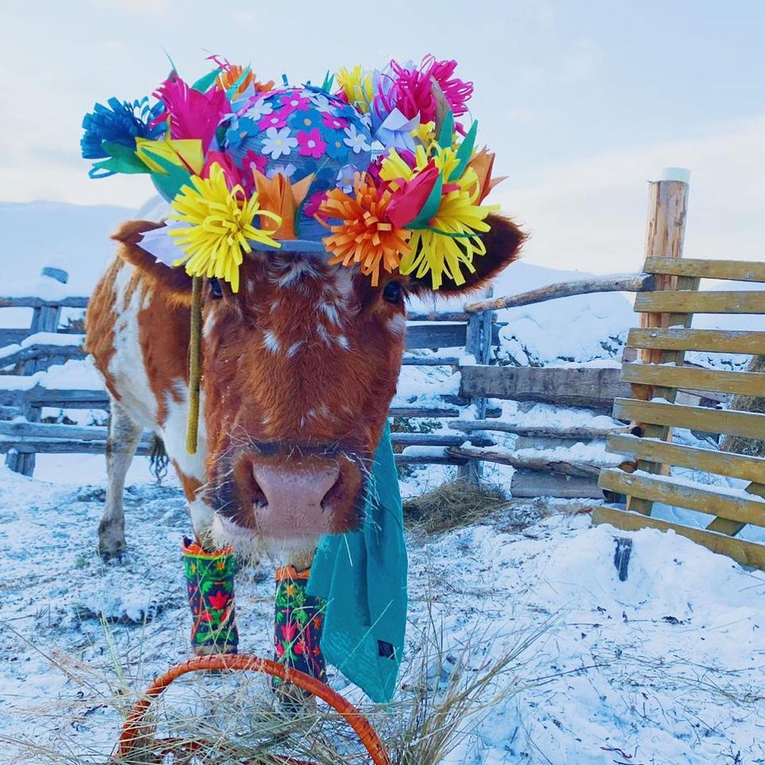 Якутские быки-близнецы Оотой и Тоотой стали победителями конкурса красоты среди КРС