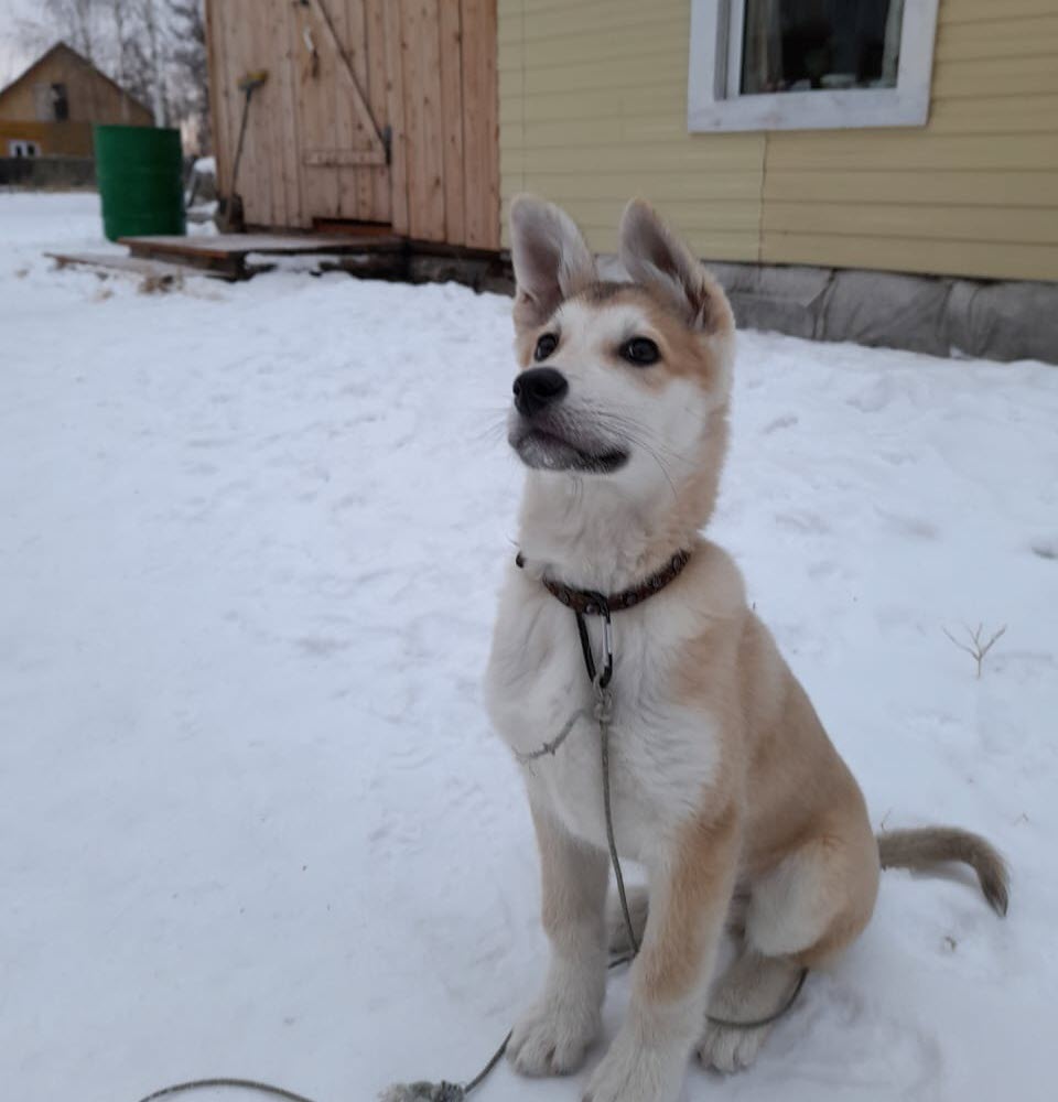 Видеофакт: Якутянка научила собаку говорить слово "мама"