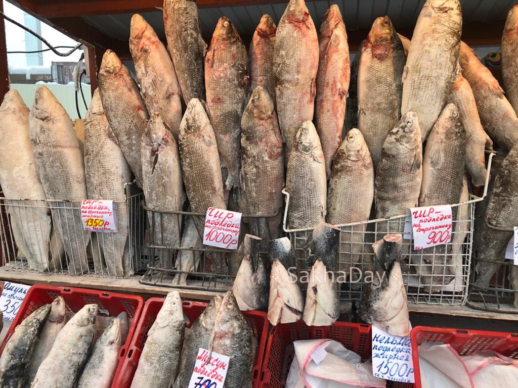 Чира Рыба Фото Цена