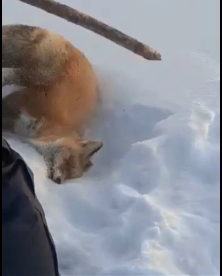 Видео: Минэкологии Якутии вновь ищет живодеров, жестоко убивших лису