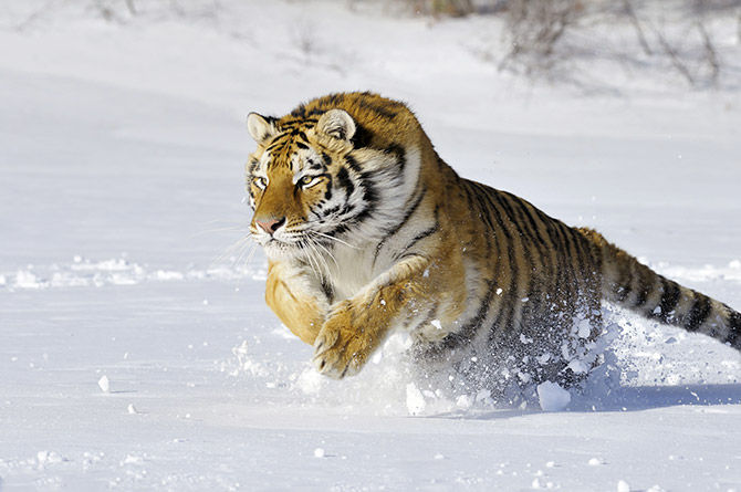 Федеральные СМИ распространяют фейк о появлении тигра в Якутии