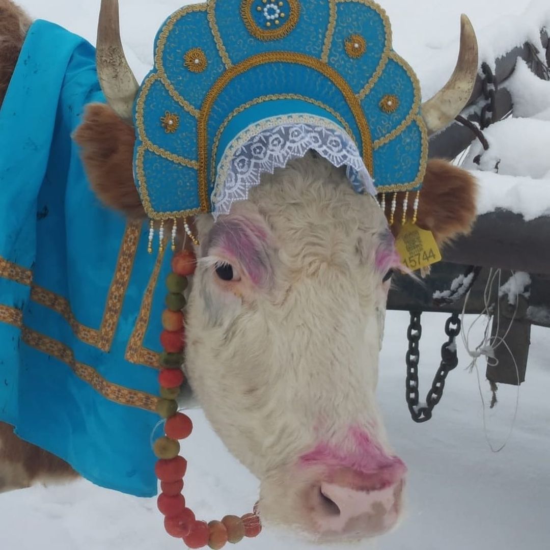 Якутские быки-близнецы Оотой и Тоотой стали победителями конкурса красоты среди КРС