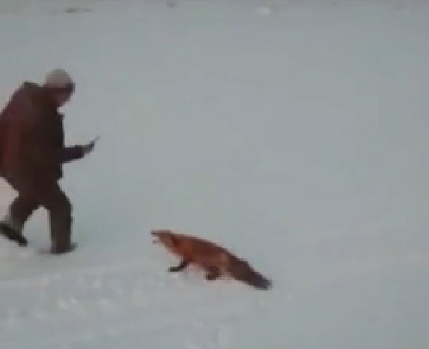 Прокуратура Якутии начала проверку после видео с издевательствами над лисой