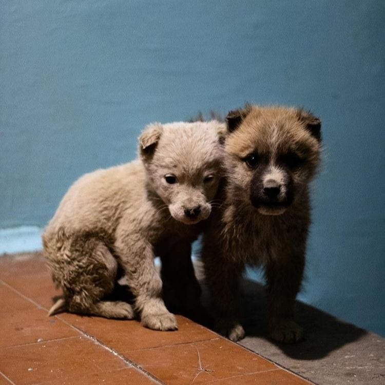 Сардана Авксентьева ответила на комментарии о "сотнях трупах замерзших собак" в Якутске