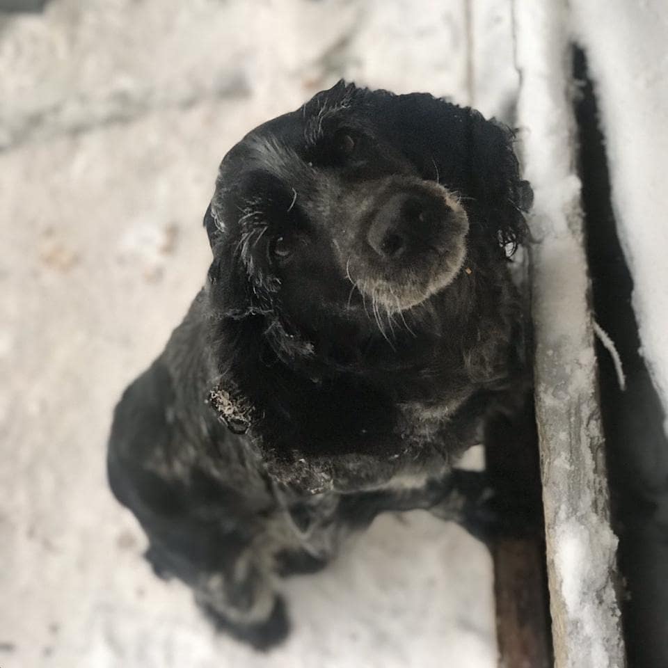 Живодеров хотят обязать проходить психологическую экспертизу