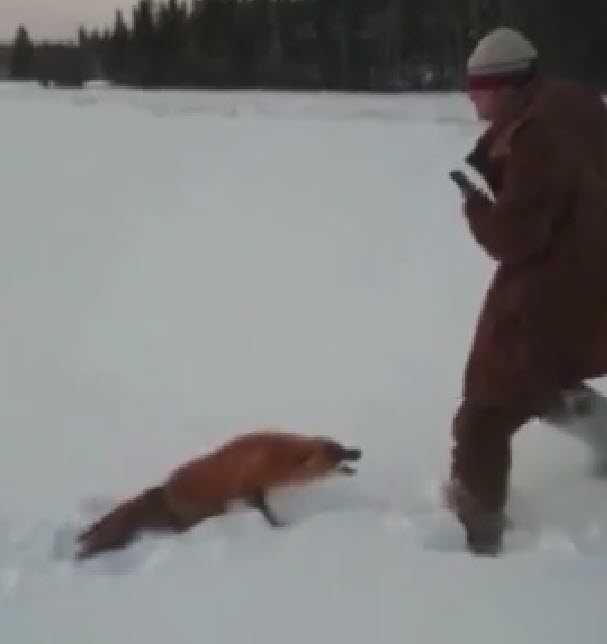 В Якутии живодеров, переехавших лису трактором, привлекут к ответственности