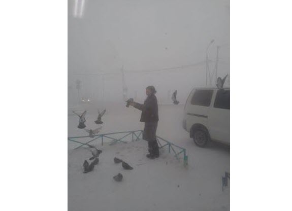 Голуби прилетают к магазину в Якутске, несмотря на морозы -50 градусов