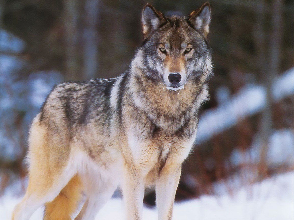 Информация о нападении волка на собаку в Олекминске не подтвердилась