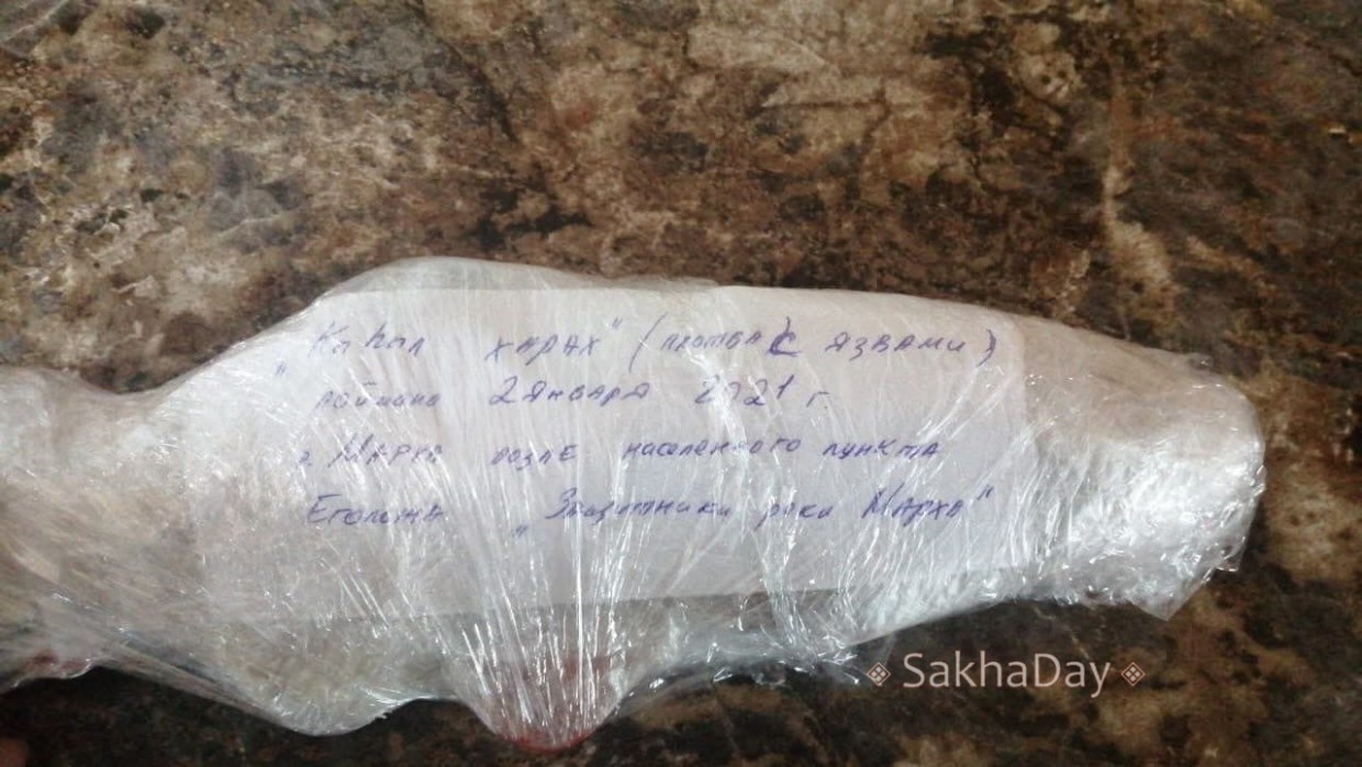 Минэкологии Якутии: ученые проверят рыбу с язвами, выловленную в Нюрбинском улусе (видео)