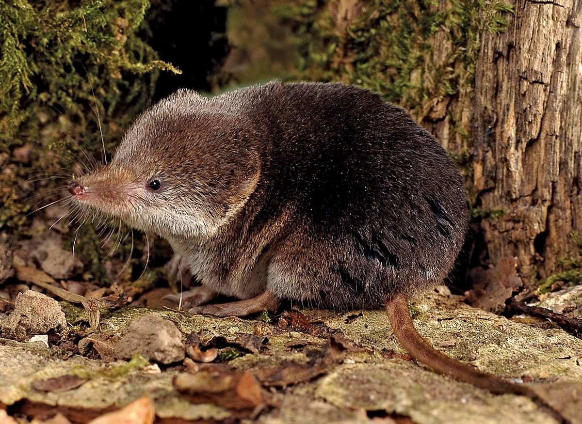В Якутии мыши и бурозубки поедают пушнину