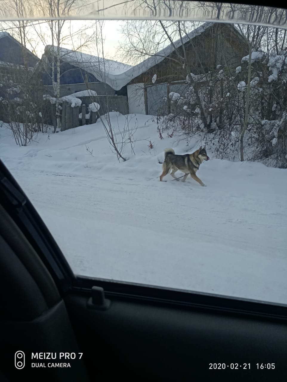 Собаки напали на четырехлетнего ребенка в Якутске