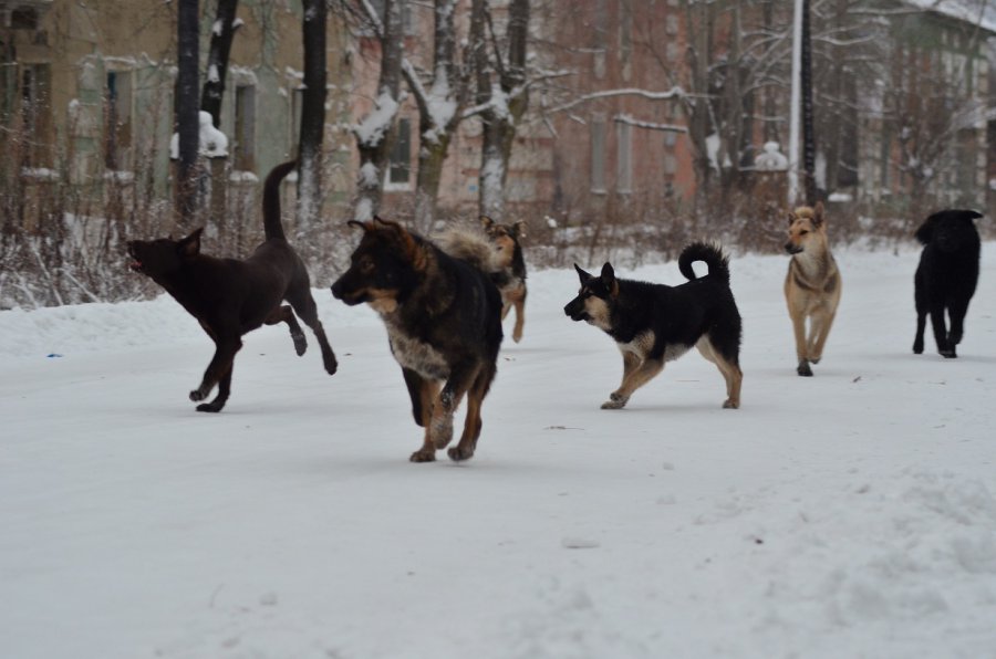 В Магадане стая собак напала на 12-летнюю девочку