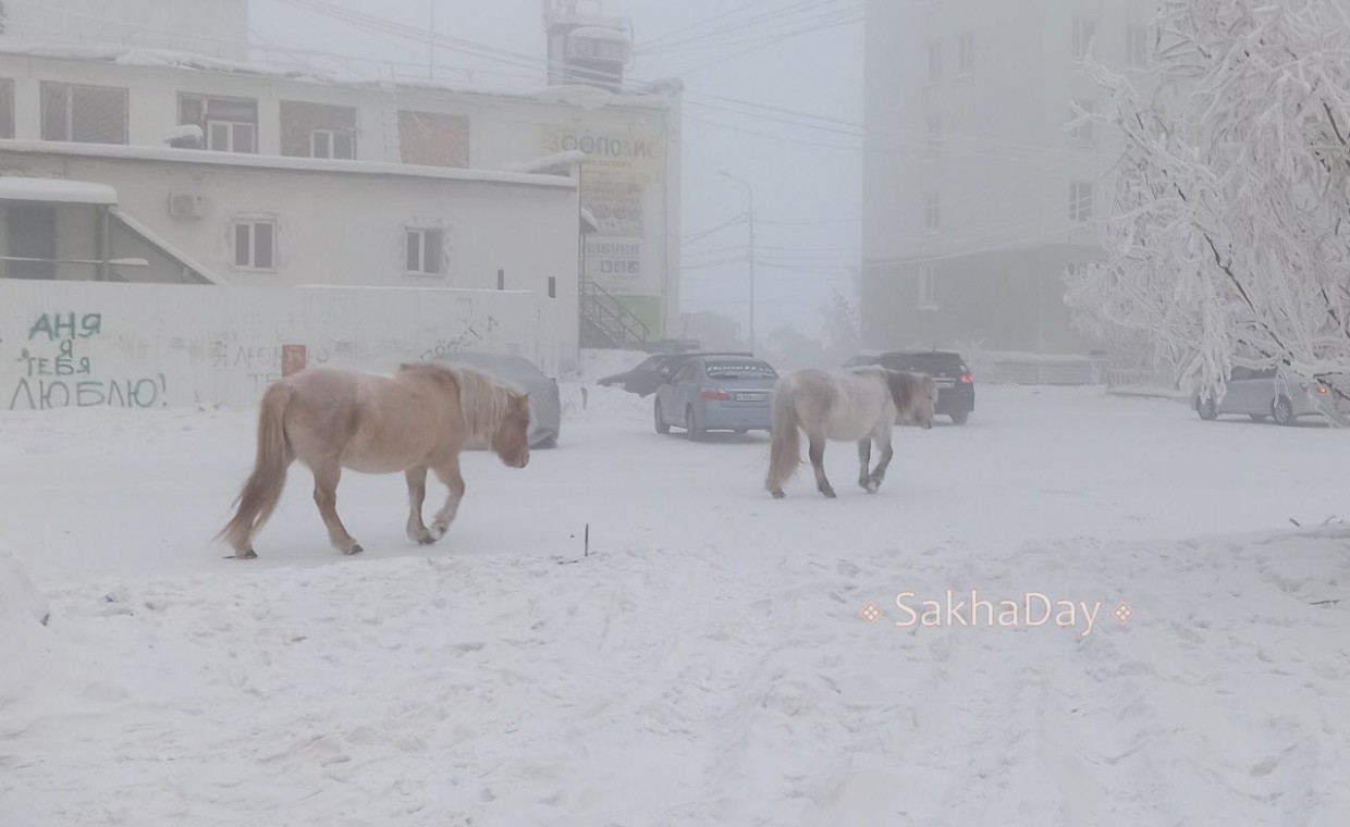 Жители 202-го микрорайона Якутска взяли шефство над бродячим табуном