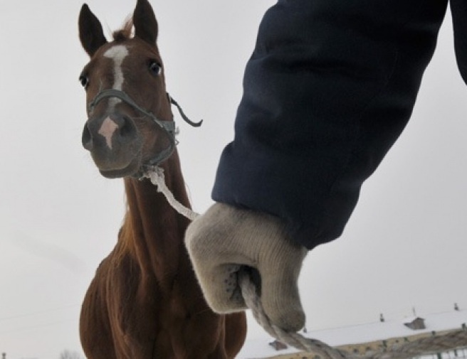 В Намском районе перед судом за конокрадство предстанут двое местных жителей