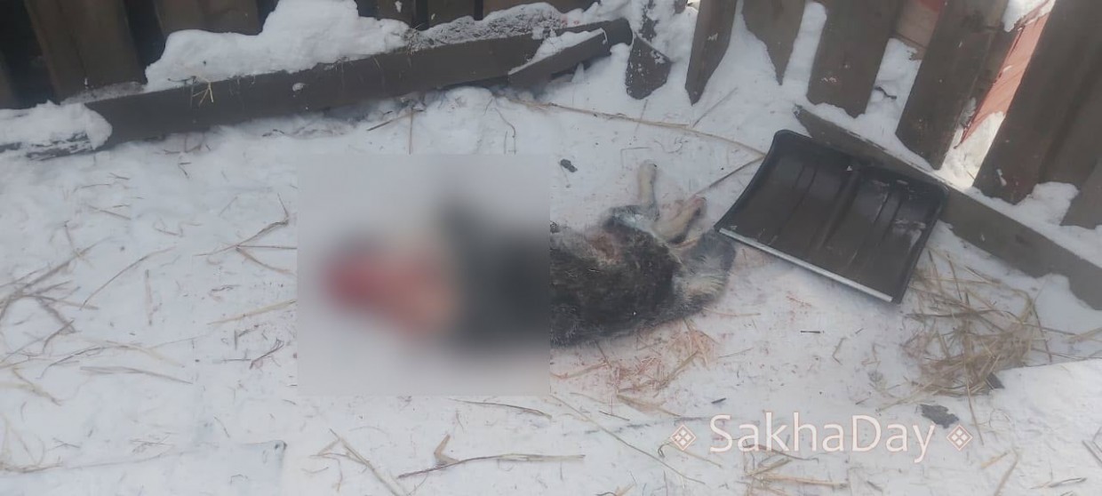 Нападение стаи волков на собаку в Олекминске сняли на видео