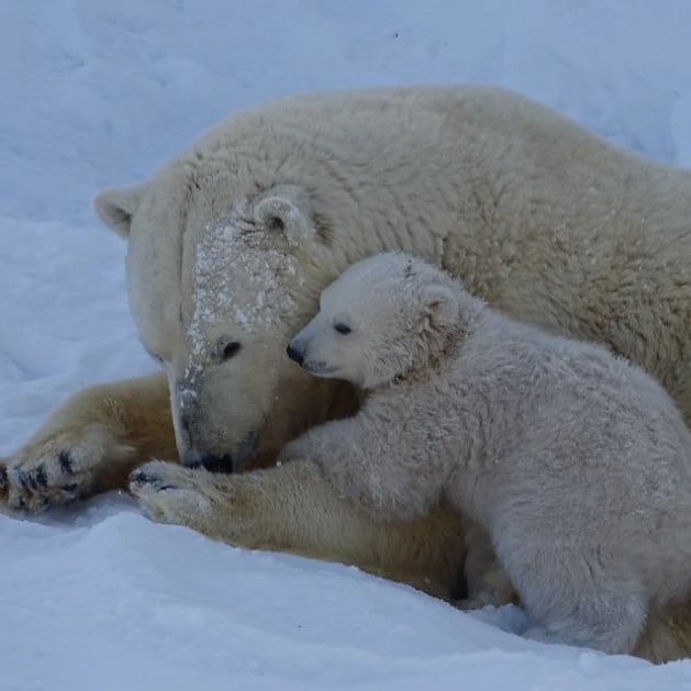 Для юного хозяина Арктики выбрали имя Алмаз