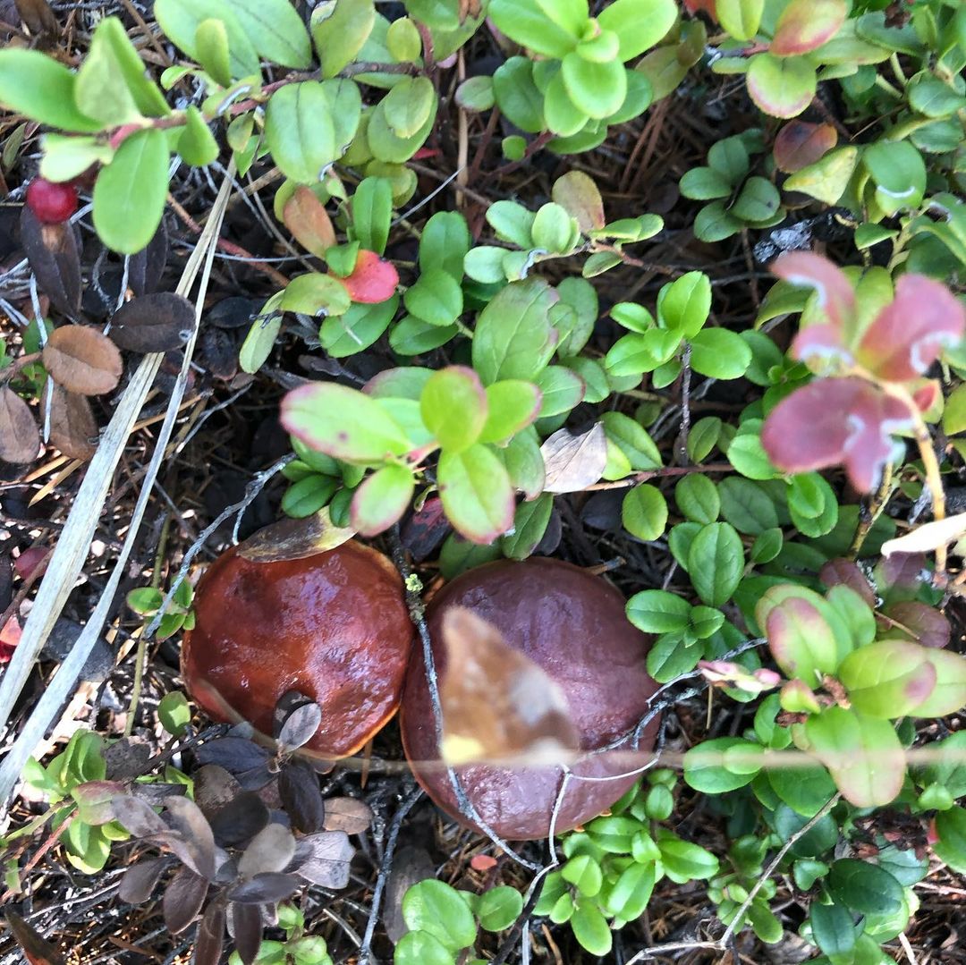 Грибы и «бутерброд здоровья»: врачи рассказали, как восстановиться после коронавируса