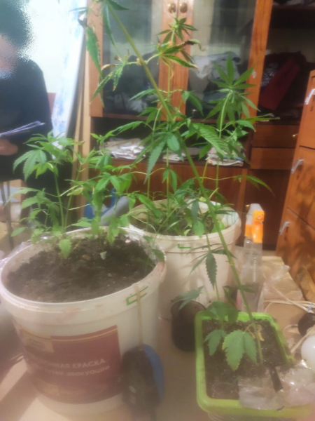 В Томпонском районе полицейские выявили факт незаконного культивирования наркосодержащего растения