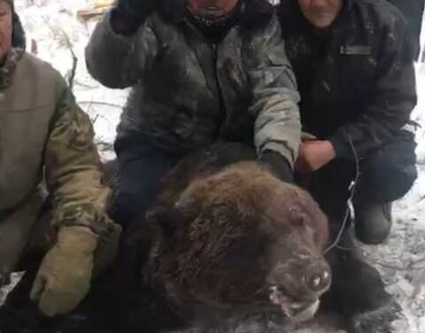 Минэкологии Якутии проводит проверку правомерности действий охотников по добытому бурому медведю