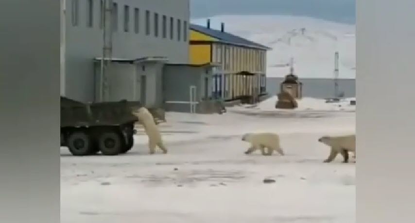Белые медведи решили угнать КАМАЗ (видео)