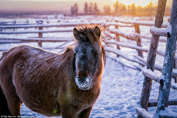 В Якутске решается вопрос «безнадзорных» лошадей