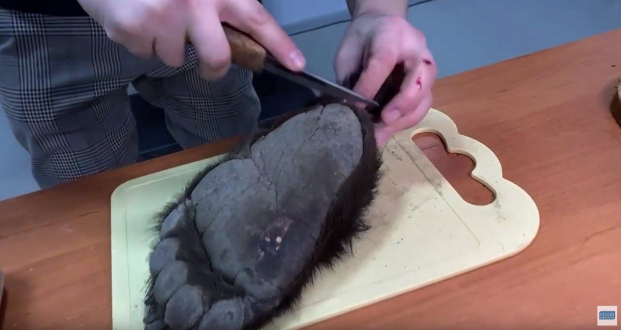 В Историческом парке попробовали лапу медведя