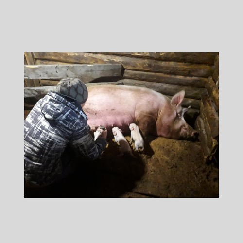 В Среднеколымском улусе многодетная семья расширила подсобное хозяйство благодаря соцконтракту