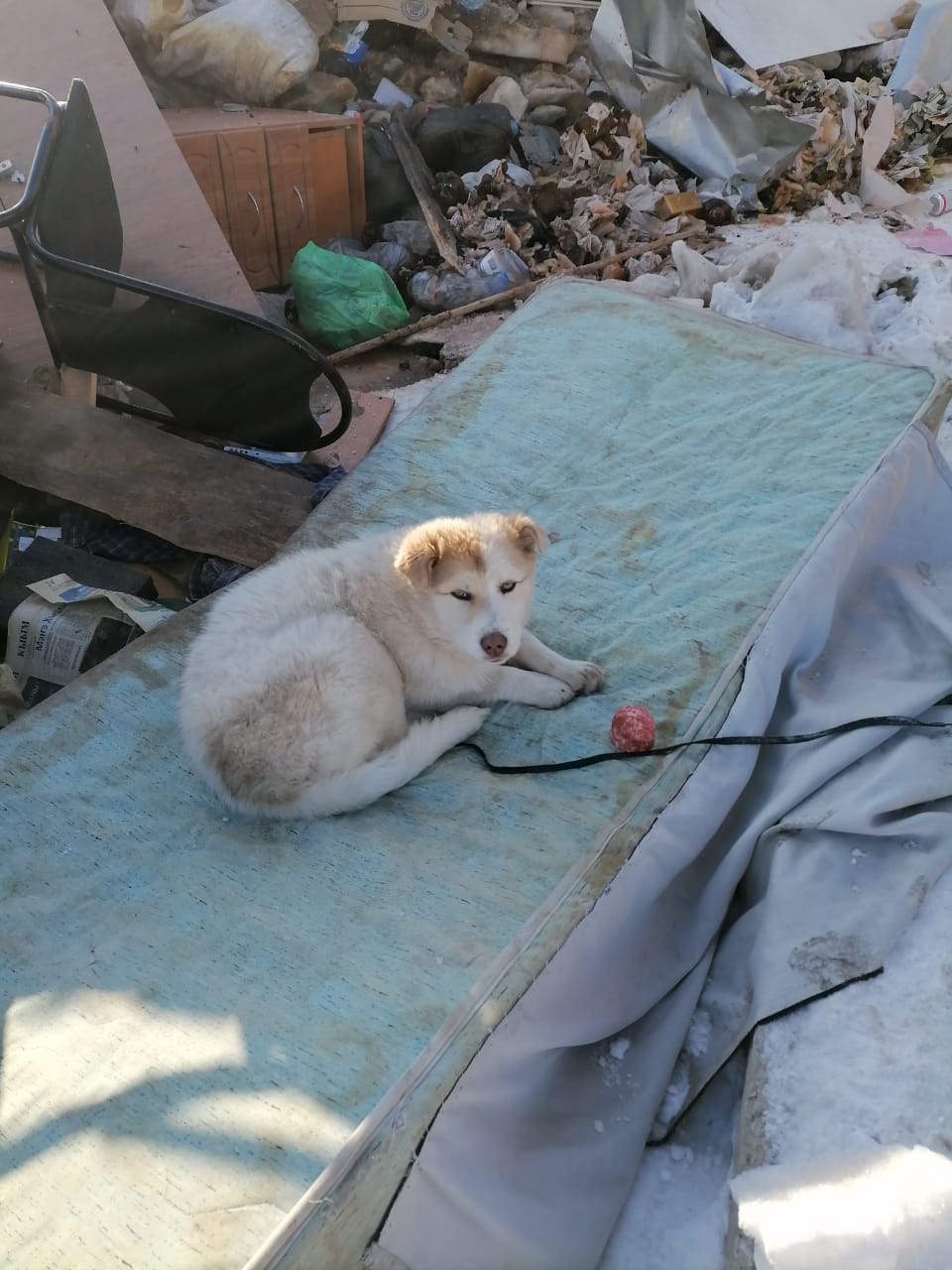 Депутаты Покровска предлагают провести флешмоб в поддержку законопроекта Галины Данчиковой о бездомных животных