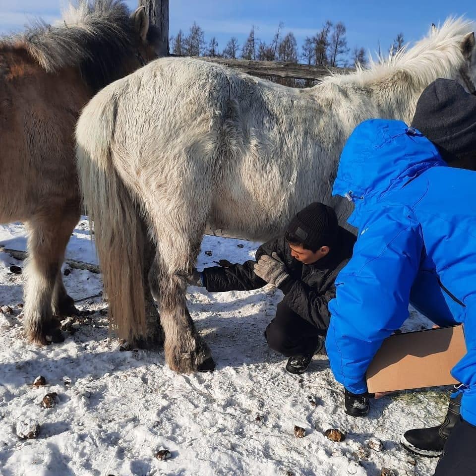 Якутские ветеринары осмотрели лошадей участников конного похода