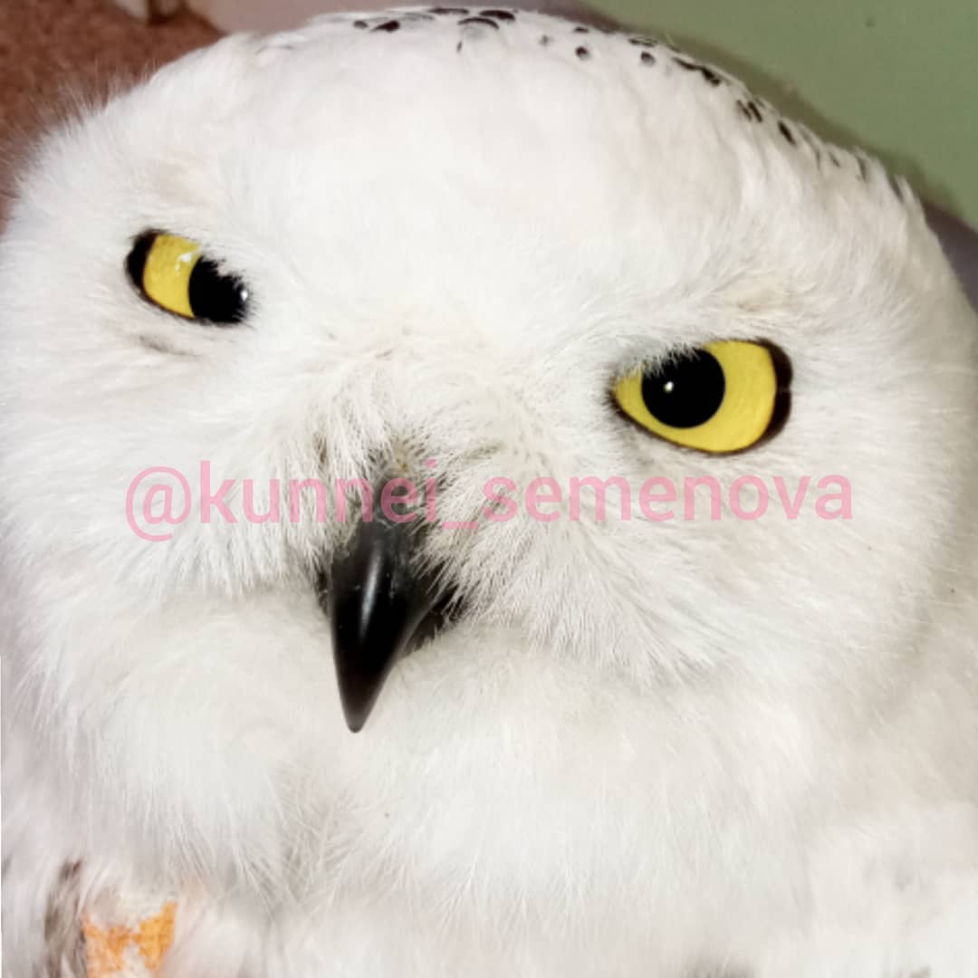 "Скорее всего, сову потрепали собаки". Ветврач опровергла информацию о том, что найденную в Якутске птицу избили люди