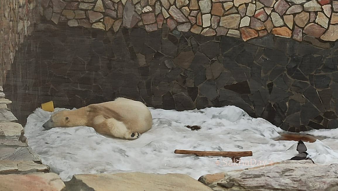 «Хаарчаана пережила первую снежную зиму». Якутяне навестили медведицу в Санкт-Петербурге